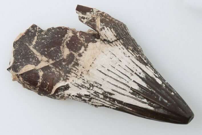 1.37" Polycotylid Plesiosaur Tooth - Asfla, Morocco
